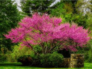 Lire la suite à propos de l’article Variétés et cultivars d'arbres Redbud indigènes pour chaque jardin