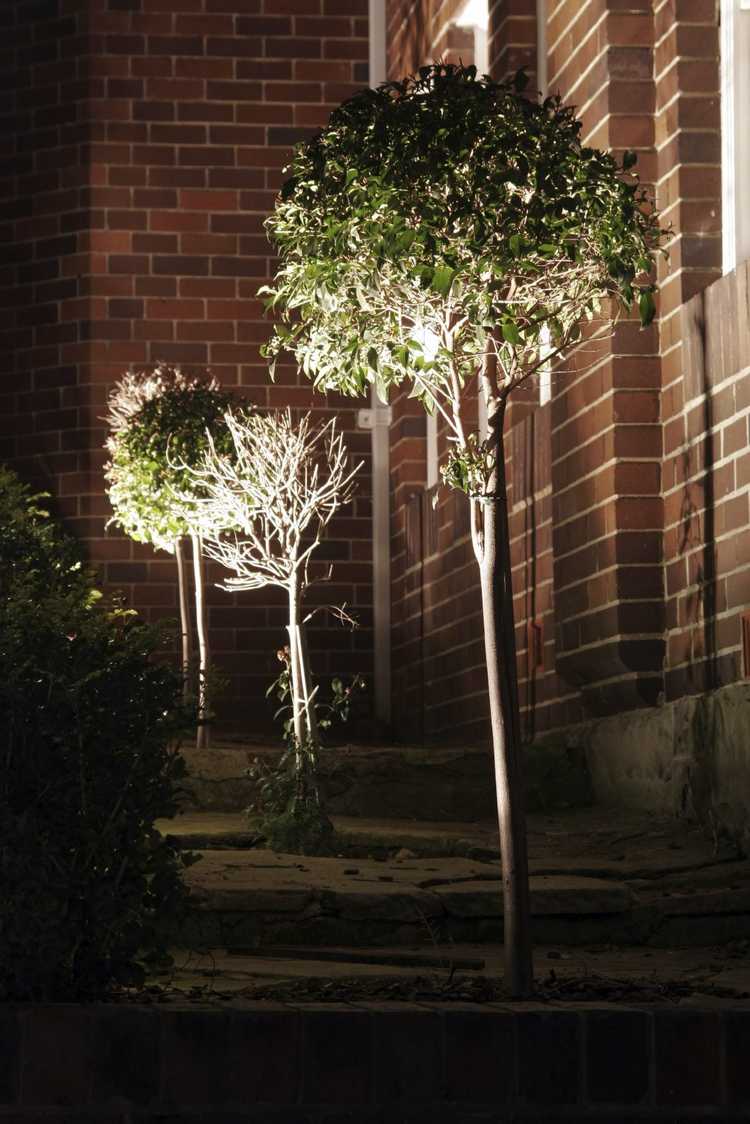 Lire la suite à propos de l’article Qu'est-ce que l'éclairage : conseils pour éclairer les arbres dans les jardins