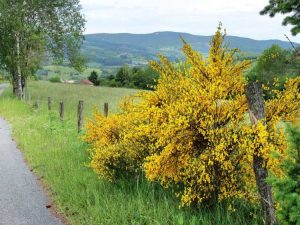 Lire la suite à propos de l’article Informations sur les arbustes à genêts : Contrôler les arbustes à genêts dans le paysage