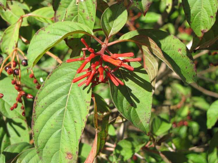 You are currently viewing Guide d'arrosage Firebush – Conseils pour arroser un arbuste Firebush