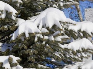 Lire la suite à propos de l’article Arbustes endommagés par la neige : réparer les dégâts hivernaux sur les conifères