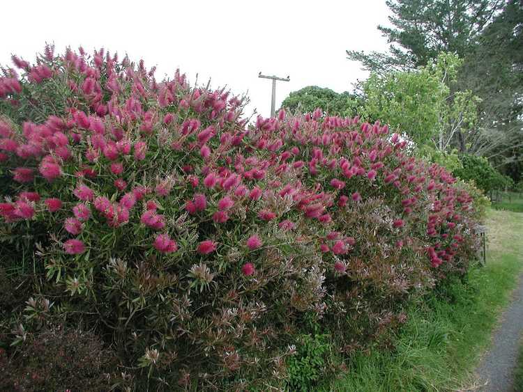 You are currently viewing Taille de la brosse à bouteille: quand et comment tailler les plantes à brosse à bouteille