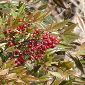 Lire la suite à propos de l’article Jardinage animalier : découvrez les arbres et les arbustes aux baies d'hiver