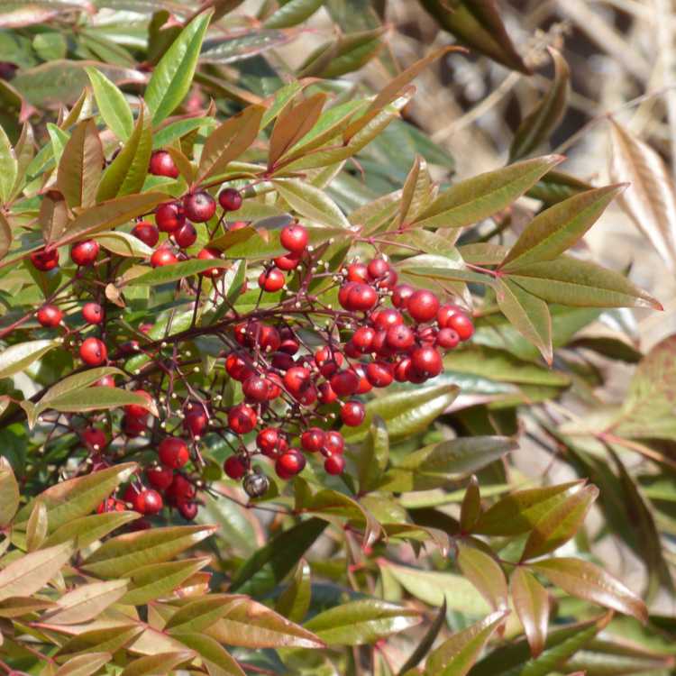 You are currently viewing Jardinage animalier : découvrez les arbres et les arbustes aux baies d'hiver