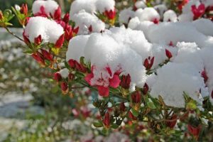 Lire la suite à propos de l’article Protection hivernale des azalées : prendre soin des arbustes d'azalées en hiver
