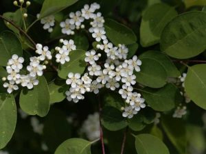 Lire la suite à propos de l’article Informations sur les arbustes Cotoneaster à nombreuses fleurs – Cultiver des Cotoneasters à nombreuses fleurs