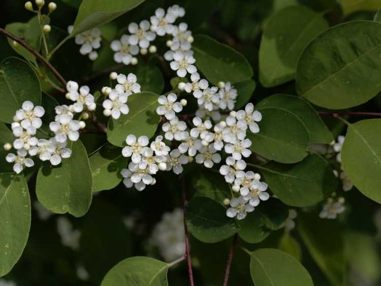 You are currently viewing Informations sur les arbustes Cotoneaster à nombreuses fleurs – Cultiver des Cotoneasters à nombreuses fleurs