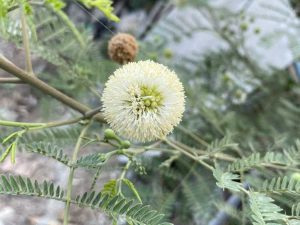 Lire la suite à propos de l’article Guajillo Acacia Info – Conseils pour cultiver un arbuste ou un arbre d'acacia du Texas