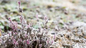 Lire la suite à propos de l’article La bruyère fleurit en hiver : déclencheurs de floraison pour la bruyère d'hiver