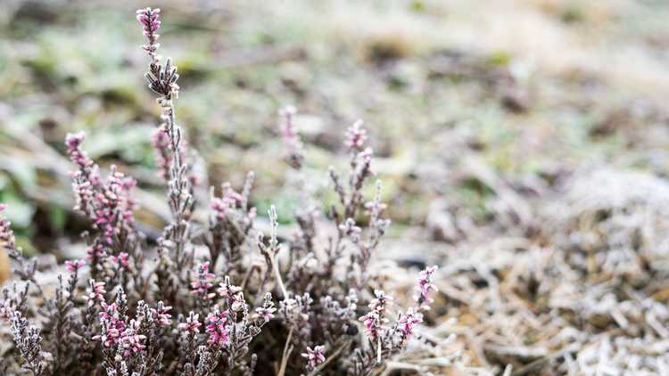 You are currently viewing La bruyère fleurit en hiver : déclencheurs de floraison pour la bruyère d'hiver