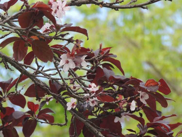 You are currently viewing Taille du cerisier des sables à feuilles de prunier: quand et comment tailler un cerisier des sables à feuilles violettes