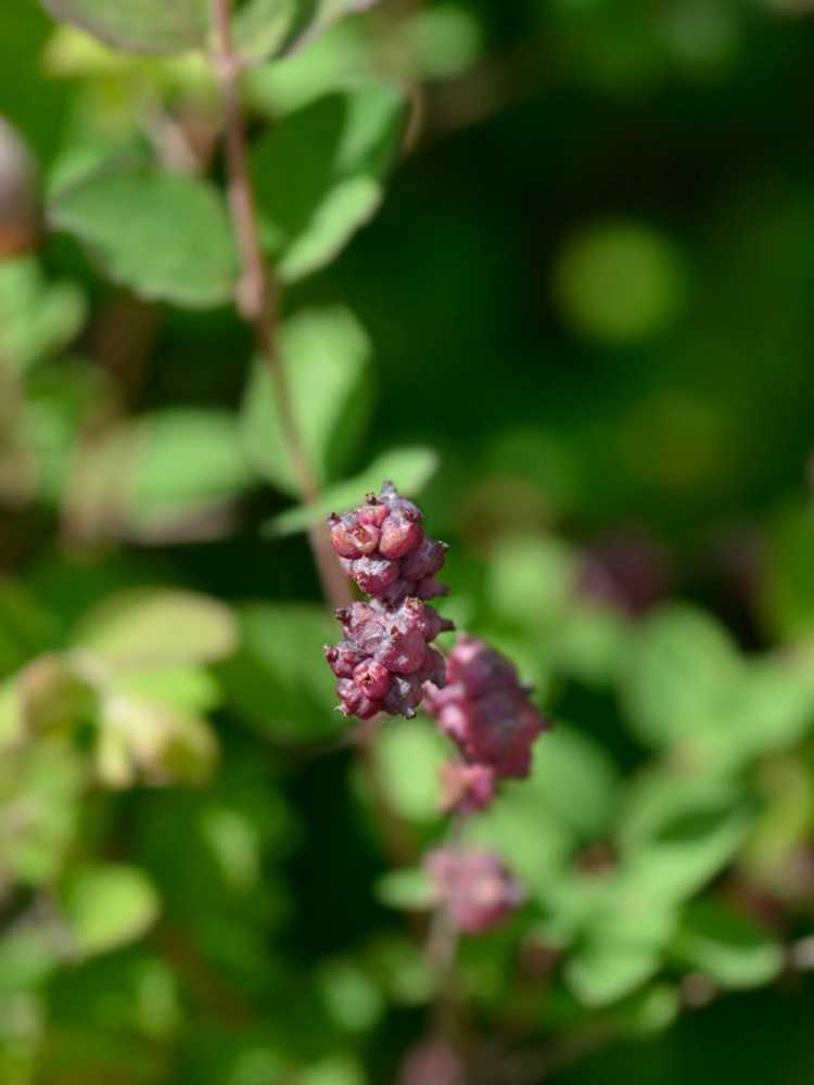 You are currently viewing Informations sur les arbustes Coralberry : Comment faire pousser des groseilles indiennes