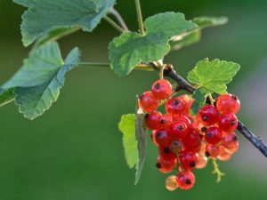 Lire la suite à propos de l’article Arbustes de groseilles : apprenez à faire pousser des groseilles dans les jardins