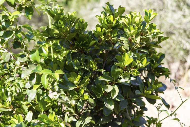 Lire la suite à propos de l’article Planter une haie d'Eugenia : conseils pour entretenir une haie d'Eugenia