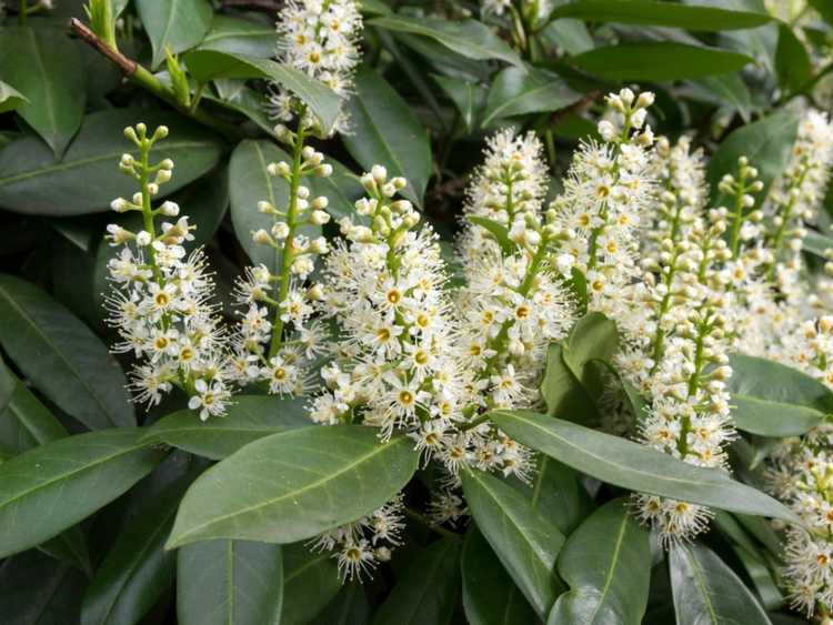 You are currently viewing Arbustes de laurier-cerise : conseils pour savoir comment et quand planter le laurier-cerise