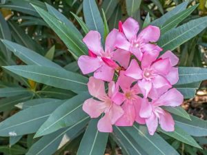 Lire la suite à propos de l’article Soins hivernaux du laurier-rose : comment hiverner un arbuste de laurier-rose