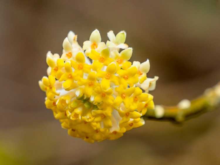 You are currently viewing Informations Edgeworthia : En savoir plus sur l'entretien des plantes Paperbush