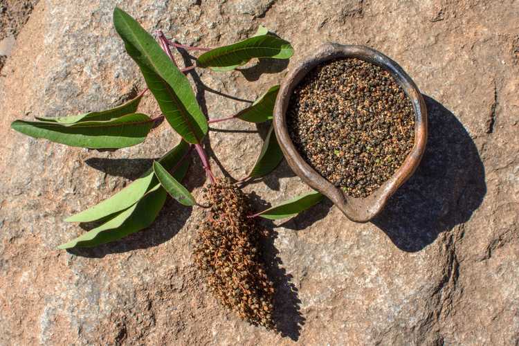 Lire la suite à propos de l’article Laurel Sumac Care – Comment faire pousser un arbuste de Laurel Sumac