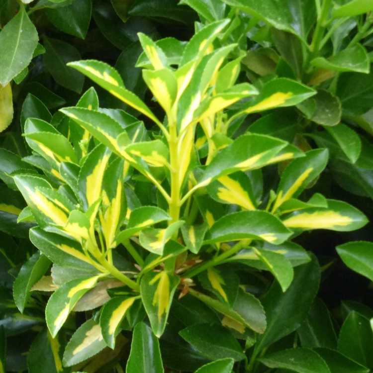 You are currently viewing Soins Golden Euonymus: Cultiver des arbustes Golden Euonymus dans le jardin