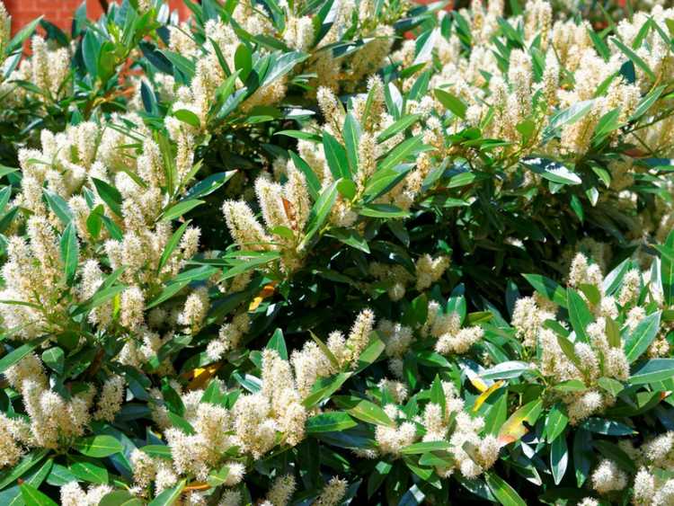 You are currently viewing Itea Bush: Conseils pour cultiver Itea Sweetspire