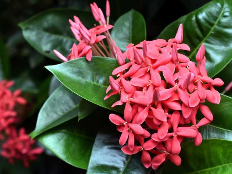 You are currently viewing Entretien de la plante Ixora : comment faire pousser des arbustes Ixora