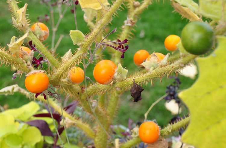 Lire la suite à propos de l’article Problèmes de maladie de Naranjilla : comment traiter les arbres malades de Naranjilla