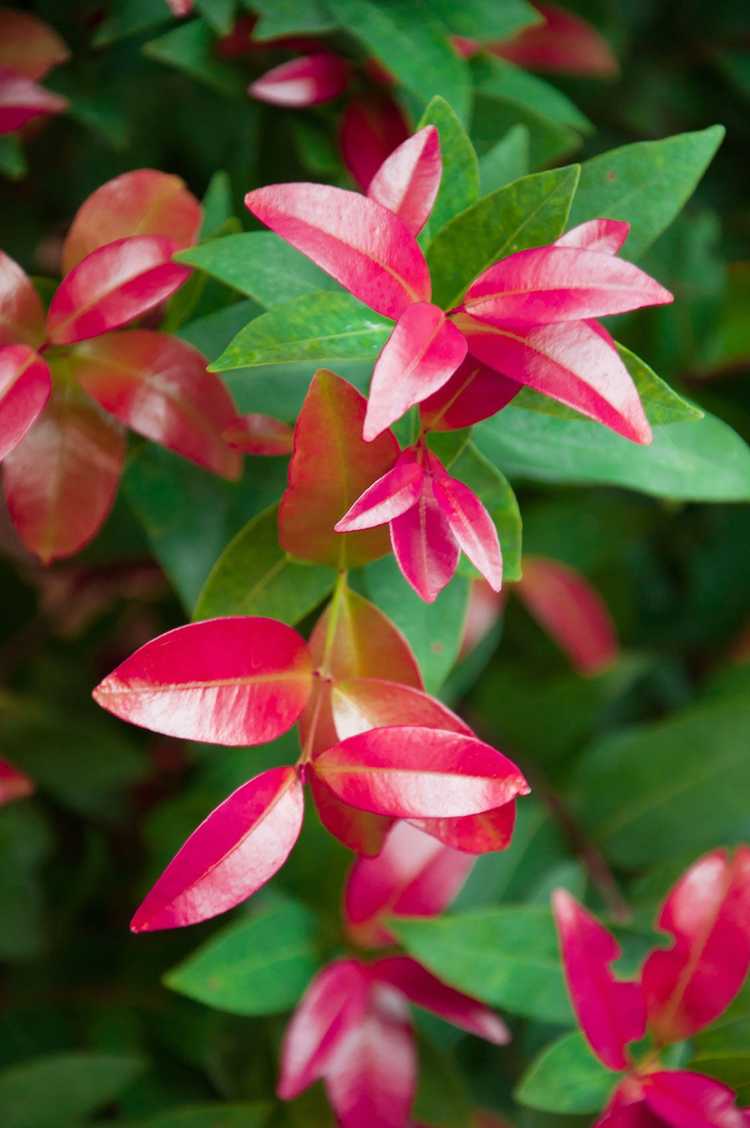 Lire la suite à propos de l’article Engrais Photinia à pointe rouge : comment et quand dois-je nourrir mon Photinia à pointe rouge