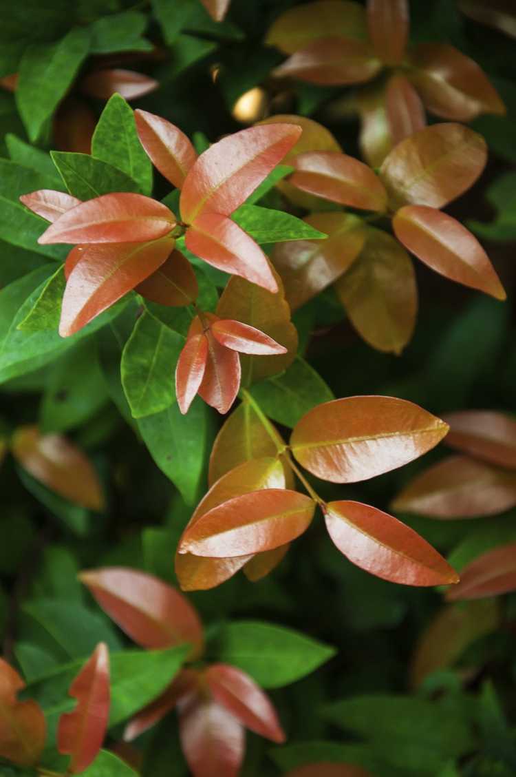 Lire la suite à propos de l’article Enracinement de boutures de Photinia : comment propager des boutures de Photinia