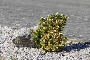 Lire la suite à propos de l’article Arbustes de jardin en gravier – Planter des arbustes dans un sol rocheux