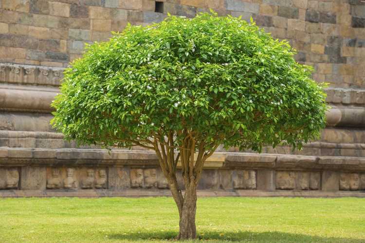 Lire la suite à propos de l’article Tailler un arbuste dans un arbre : apprenez à tailler des arbustes dans des arbres