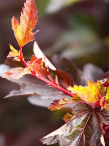 Lire la suite à propos de l’article Soins Coppertina Ninebark : Conseils pour la culture des arbustes Coppertina Ninebark