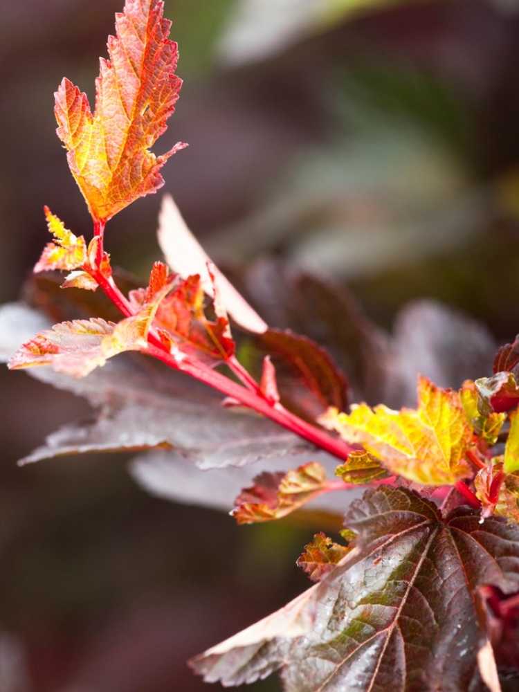 You are currently viewing Soins Coppertina Ninebark : Conseils pour la culture des arbustes Coppertina Ninebark