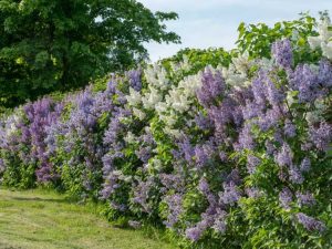 Lire la suite à propos de l’article Arbustes et buissons à fleurs – Types d'arbustes à fleurs