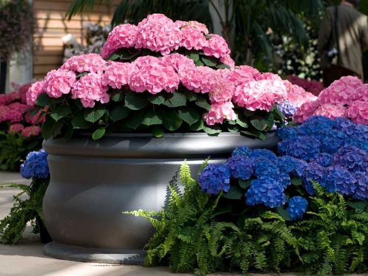 Lire la suite à propos de l’article Meilleurs arbustes à fleurs à planter en pots