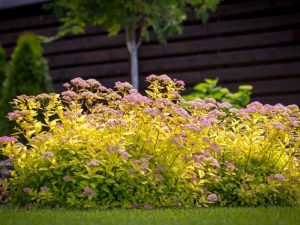 Lire la suite à propos de l’article Buissons envahissants en fleurs à éviter