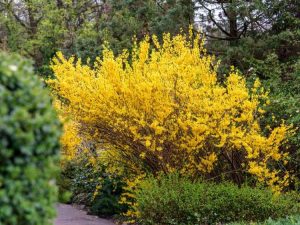 Lire la suite à propos de l’article Arbustes à fleurs jaunes pour n’importe quelle cour