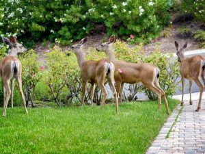 Lire la suite à propos de l’article Arbustes à fleurs résistants aux cerfs