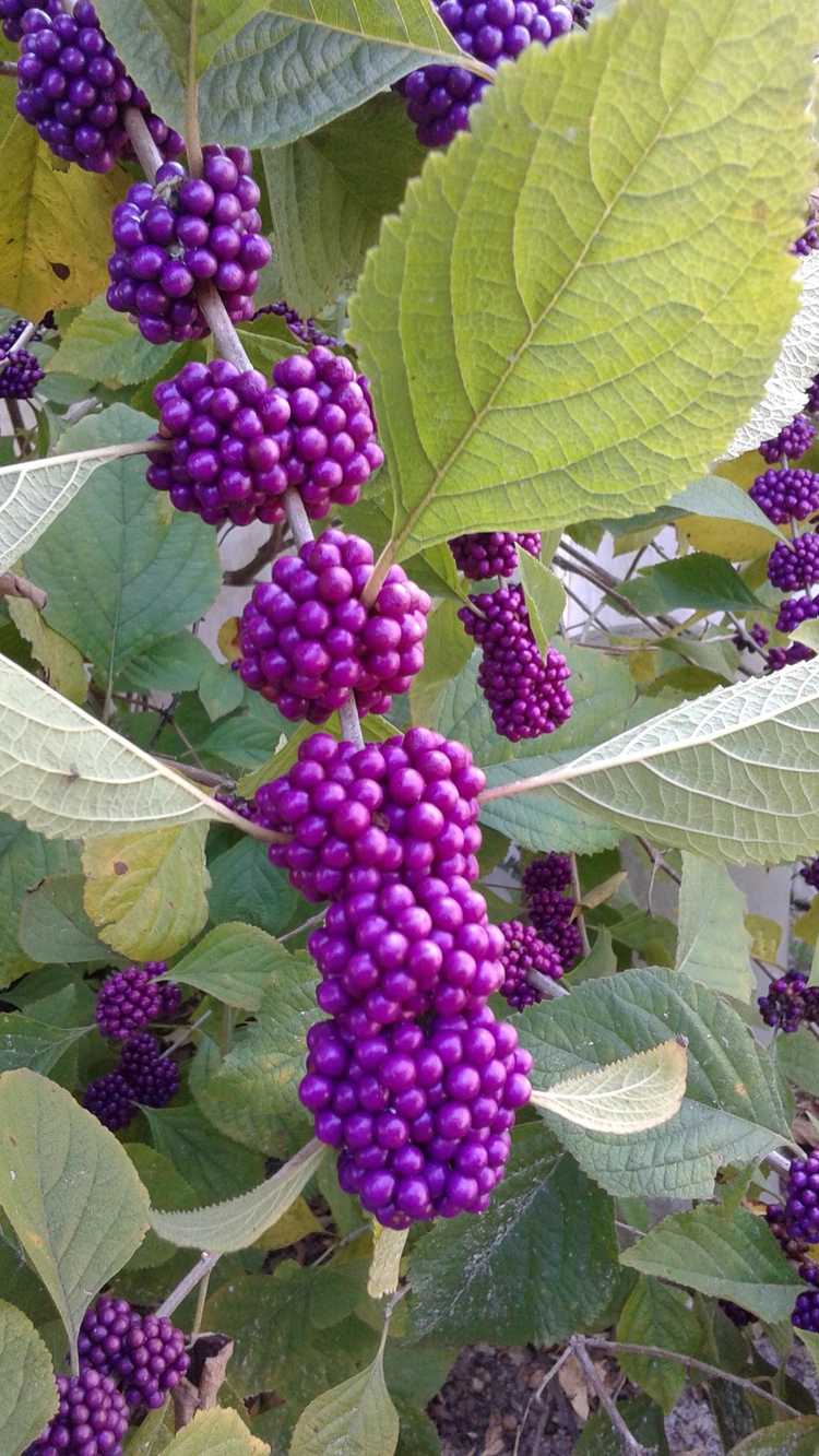 You are currently viewing Soins de Beautyberry: Comment faire pousser des arbustes américains Beautyberry