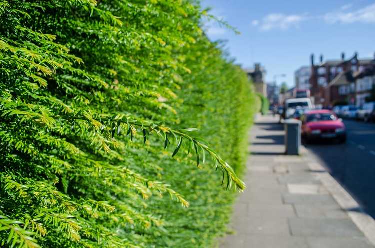 You are currently viewing Planter des bloqueurs de bruit : les meilleures plantes pour réduire le bruit dans les paysages