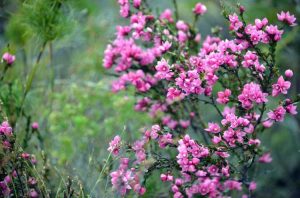 Lire la suite à propos de l’article Informations et soins sur Boronia : Comment faire pousser des arbustes Boronia