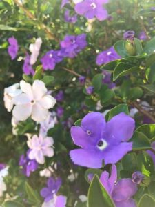Lire la suite à propos de l’article Arbustes Brunfelsia: Comment faire pousser une plante d'hier, d'aujourd'hui et de demain