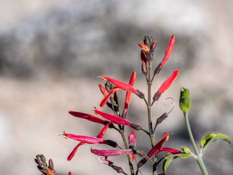 You are currently viewing Informations sur la plante Chuparosa : En savoir plus sur les arbustes Chuparosa