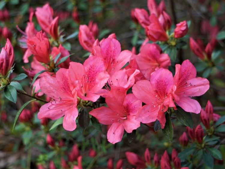 You are currently viewing Bons soins pour les azalées : les azalées, des arbustes remarquables pour tout jardin