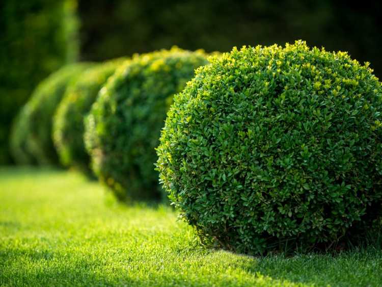 You are currently viewing Entretien du buis – Comment faire pousser des arbustes de buis