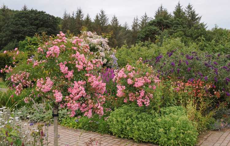 Lire la suite à propos de l’article Buissons de jardin de chalet: choisir des arbustes pour un jardin de chalet