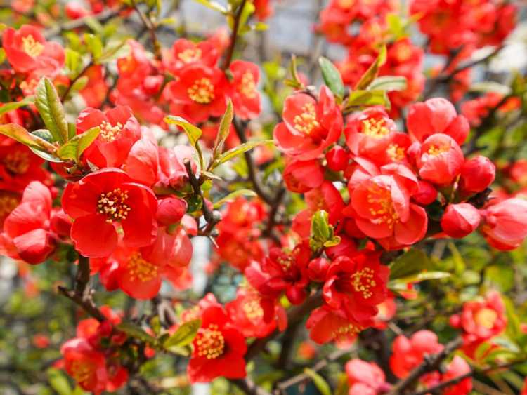 You are currently viewing Soins des coings à fleurs : comment prendre soin d'un coing à fleurs japonais