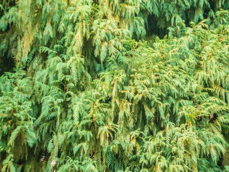 You are currently viewing Arborvitae russe : soins et informations sur le cyprès russe