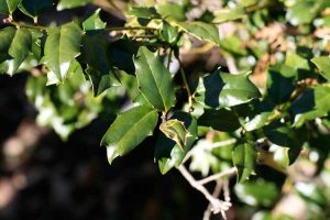 Lire la suite à propos de l’article Qu'est-ce que Blue Holly – Conseils pour cultiver Meserve Blue Hollies
