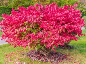 Lire la suite à propos de l’article Déplacement d’un buisson ardent – Comment déplacer un buisson ardent