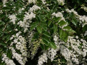 Lire la suite à propos de l’article Soins du Ligustrum : informations sur la façon de cultiver des arbustes de Ligustrum